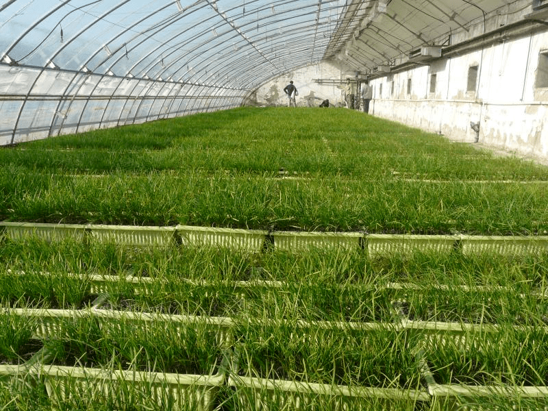 區組培室自主選育韭菜種苗 60萬株優質種苗完成定植實踐