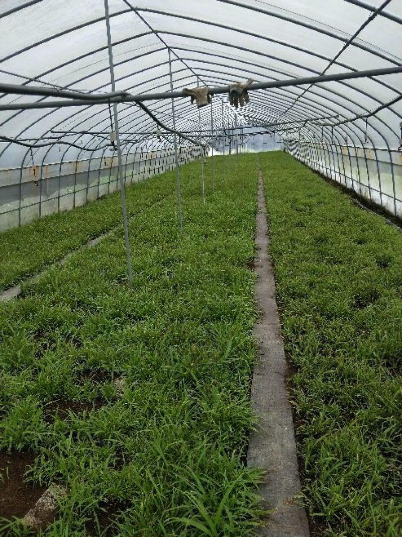 成都新都區白芨種苗批發 0.70元/棵，種植新選擇