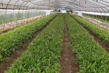 蜀道地白芨種苗 種植基地直供，品質溯源助力中藥材產業振興